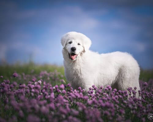 Cane Da Pastore Maremmano Abruzzese Archive Anonymops